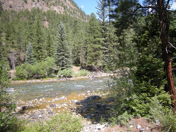 Colorado conifer forest