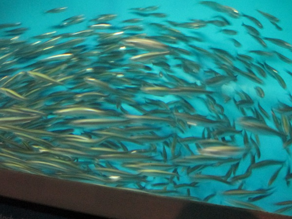 School of anchovies