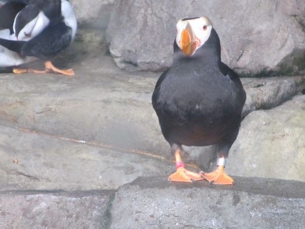 common puffin