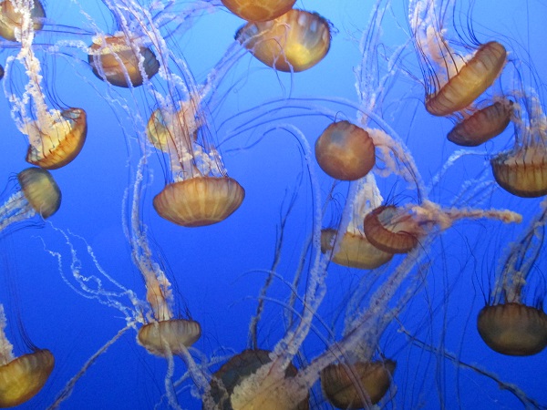 Sea nettles