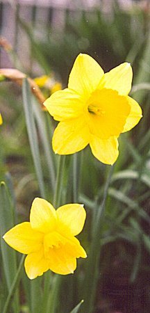 daffodils