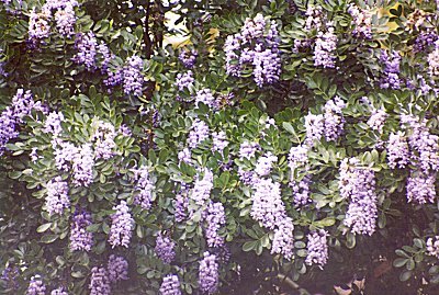 cascades of mountain laurel blooms