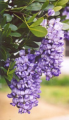 mountain laurel blooms close up