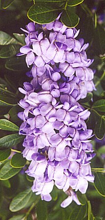 mountain laurel blooms close up