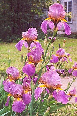 group of mauve iris blooms