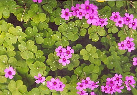 blooming oxalis