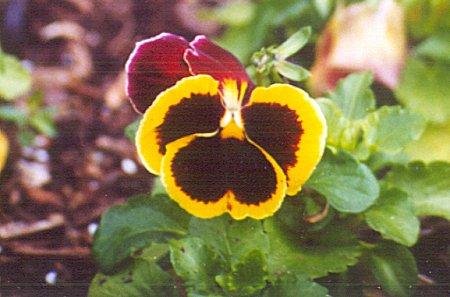 gold and purple pansy