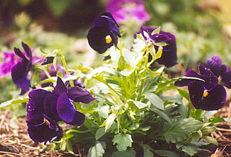 purple pansies