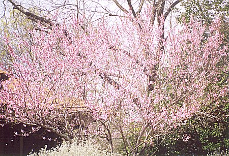 peach tree in bloom