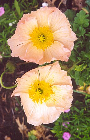 two peachy poppies