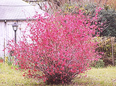 flowering quince