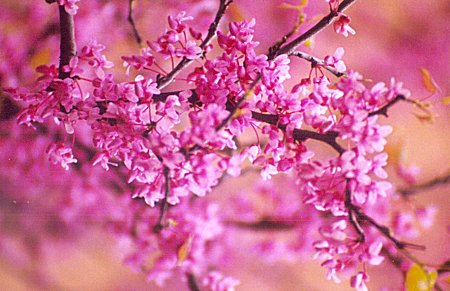 redbud blossoms close up