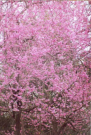 redbud in bloom