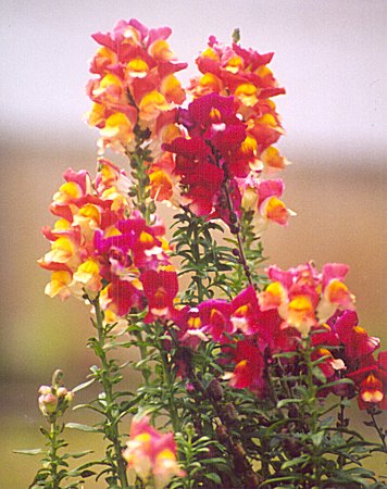 red and yellow snapdragons