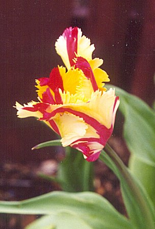 Flaming Parrot tulip