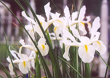 cluster of white Dutch irises