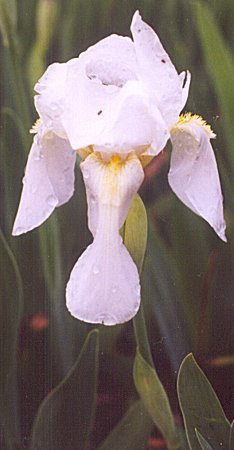 single white iris bloom